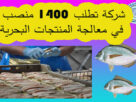 مطلوب-1400-منصب-معالجة-المنتجات-البحرية